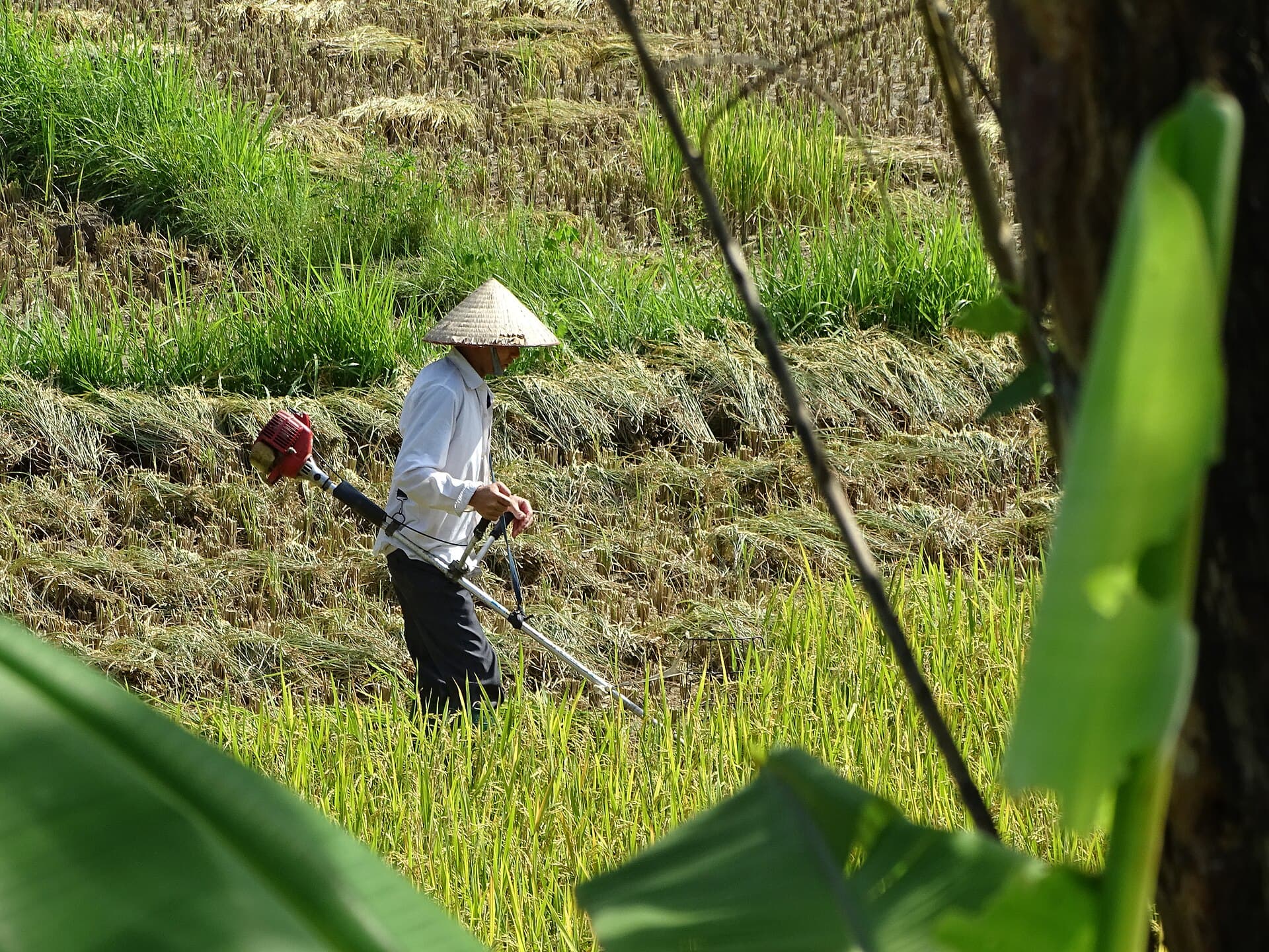 Nông dân thu hoạch lúa