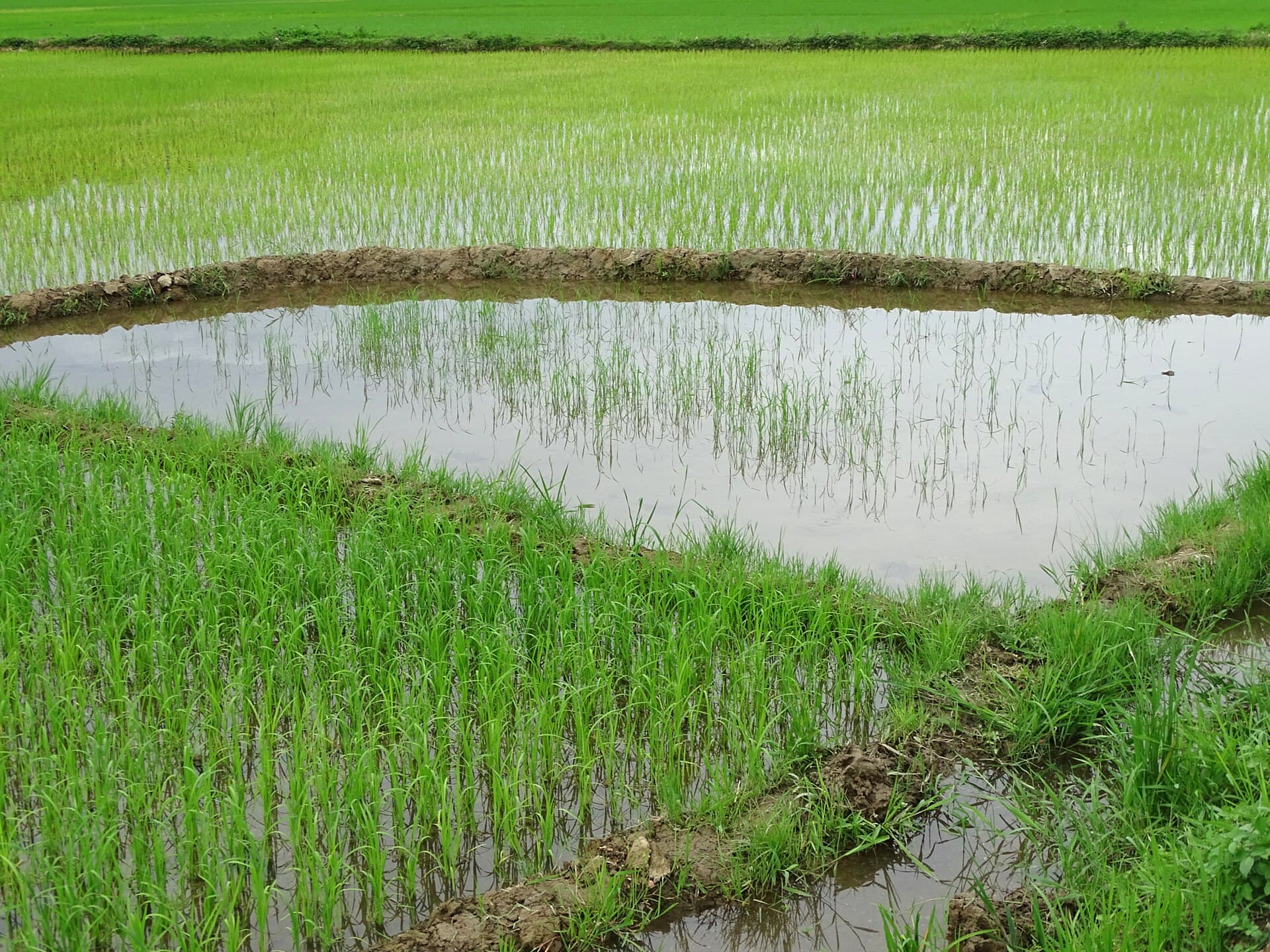 Ruộng lúa xanh