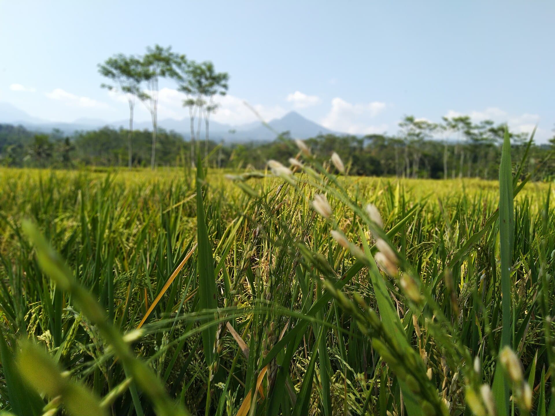 Cánh đồng lúa chín