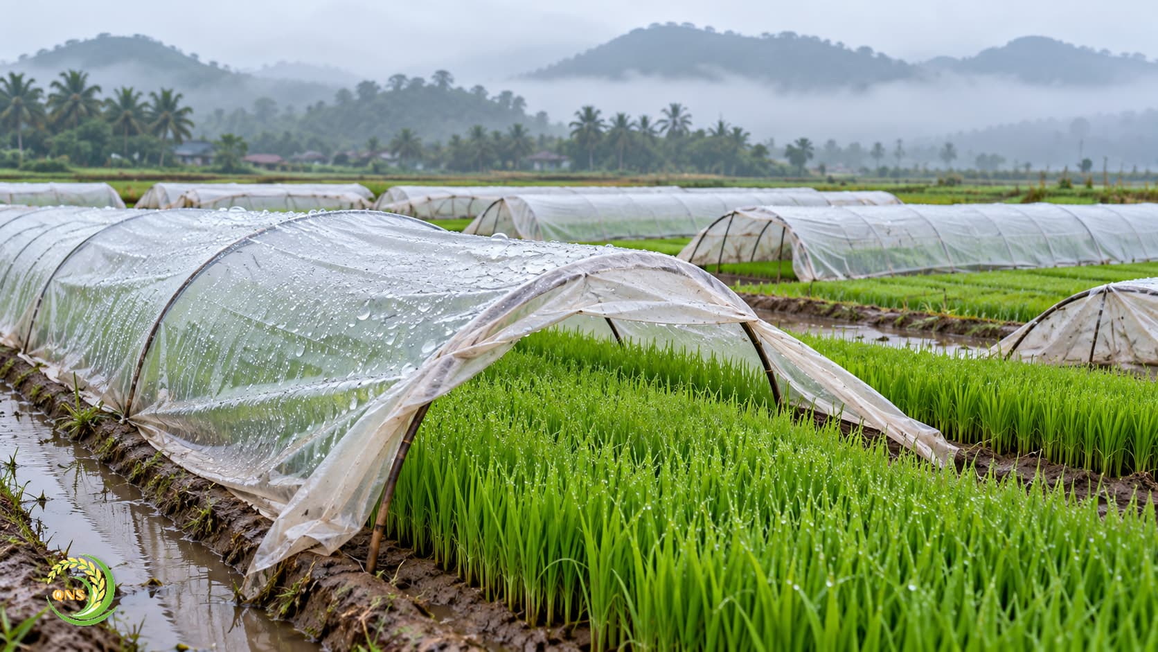 Ruộng mạ non vụ Đông Xuân trong sương sớm lạnh, phủ ni lông giữ ấm