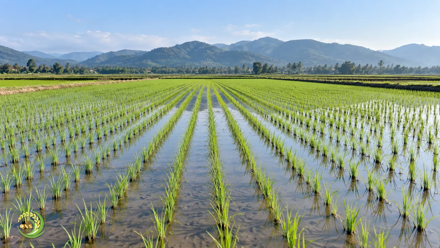 Ruộng lúa non sạ hàng thẳng, thưa đều trên mặt ruộng phẳng