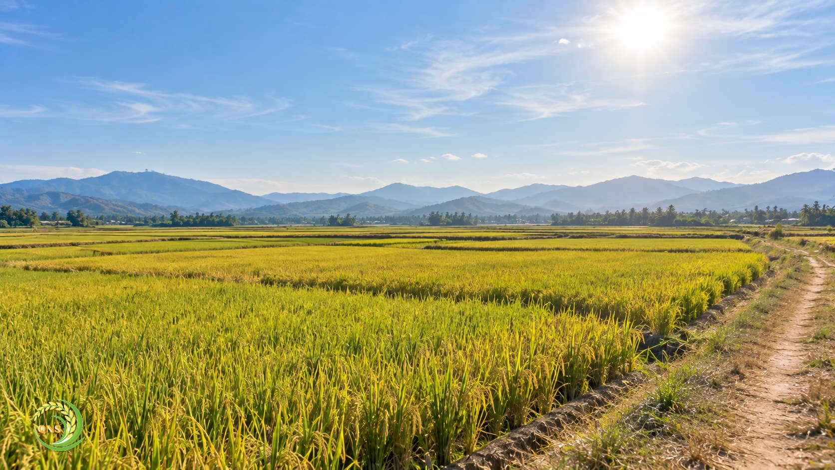 Bầu trời nắng nóng trên cánh đồng lúa miền Trung mùa khô