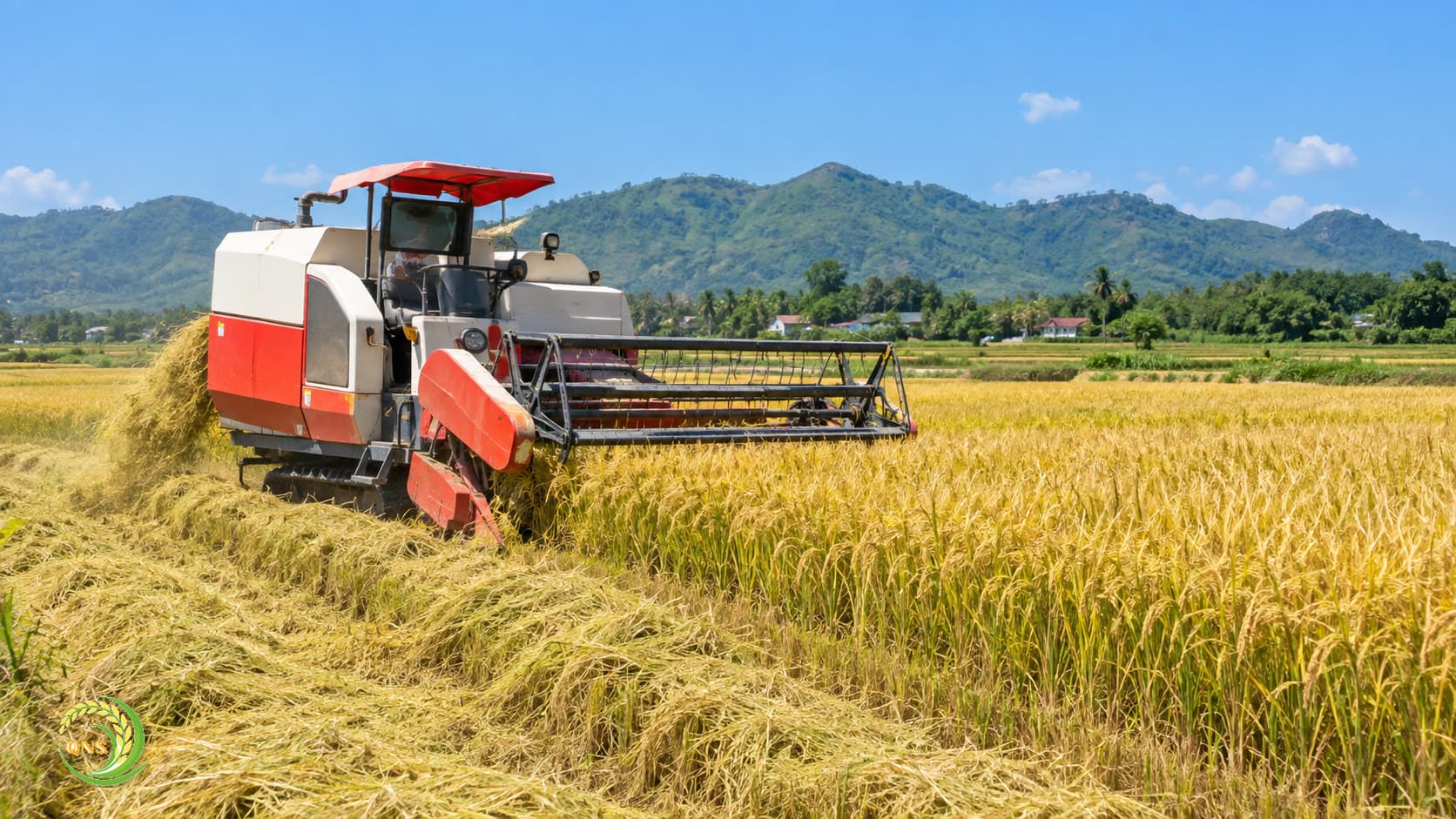 Máy gặt đập liên hợp thu hoạch lúa chín vàng trên cánh đồng miền Trung