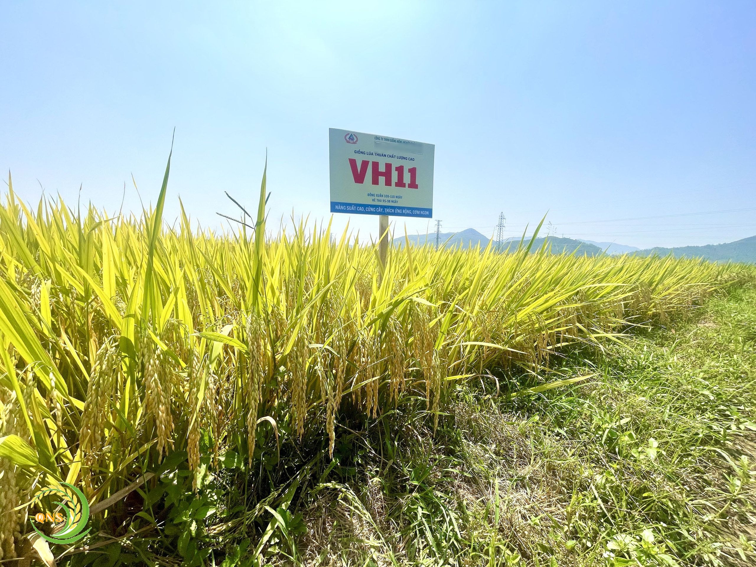 Ruộng lúa VH11 chín vàng, biển giống dựng giữa ruộng