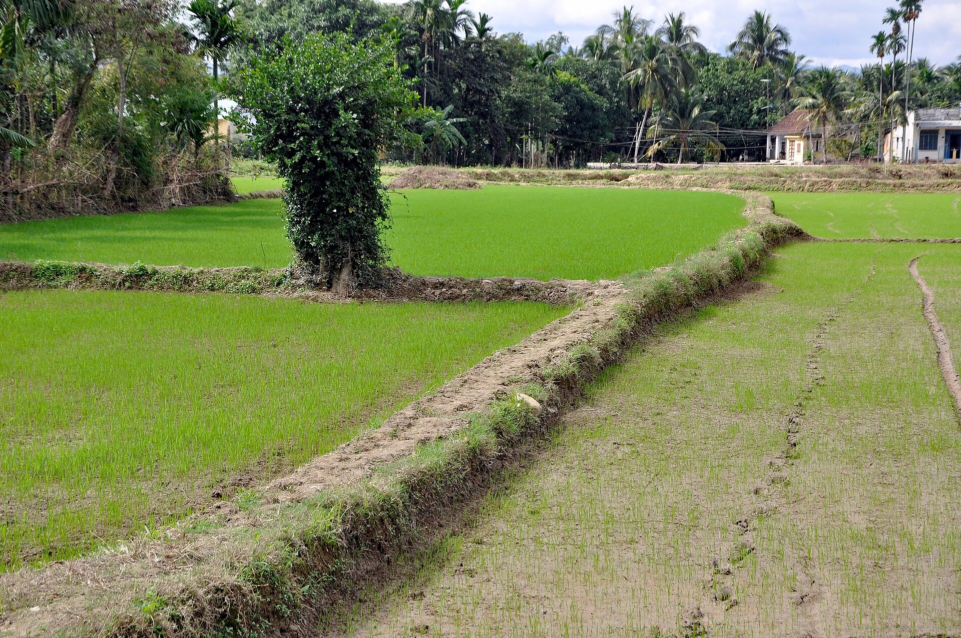 Ruộng lúa