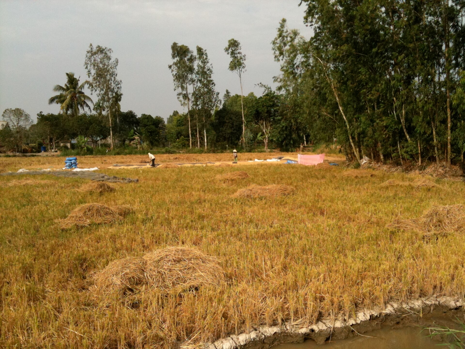 Ruộng lúa
