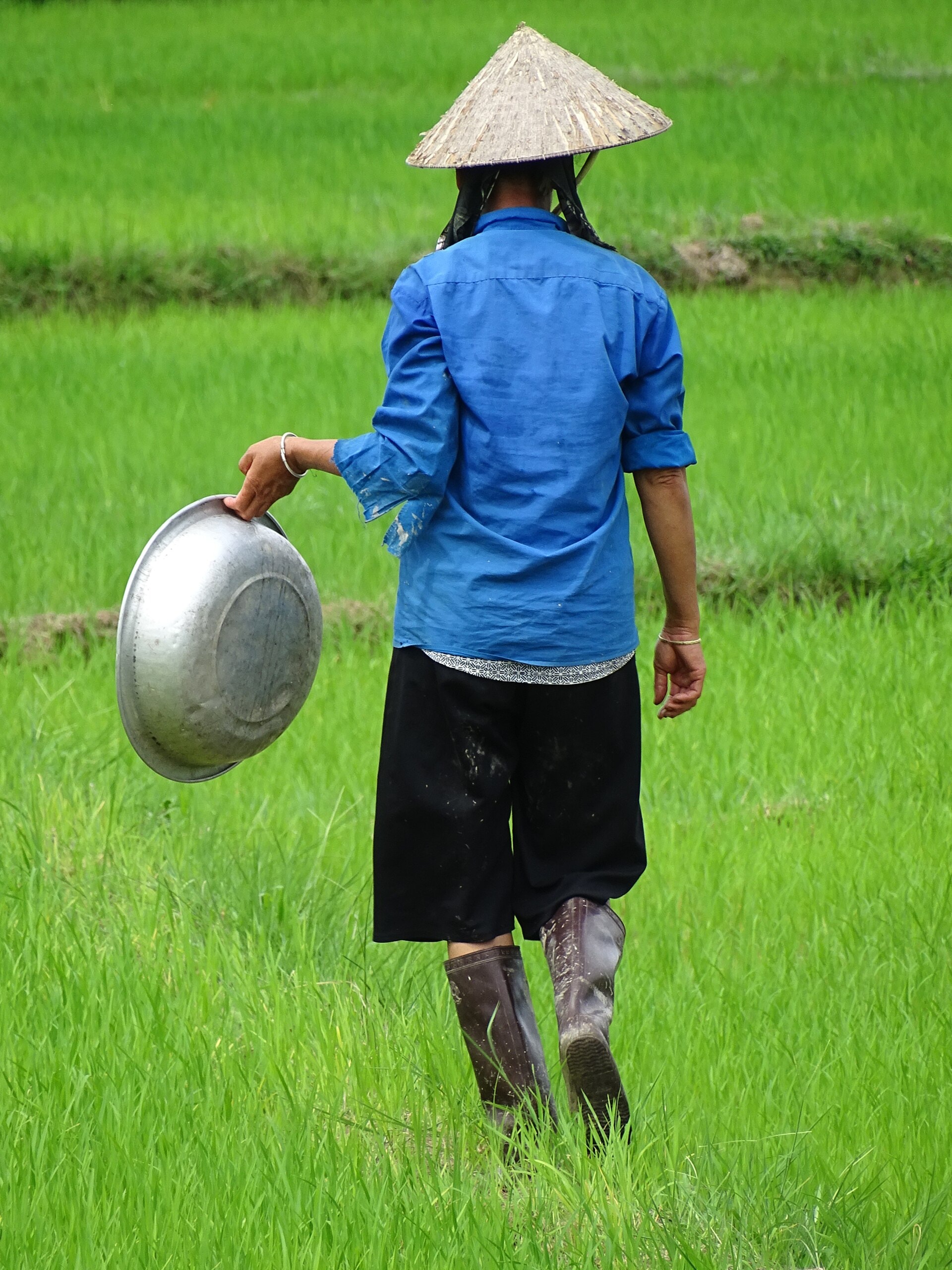 Nông dân gieo sạ trên đồng lúa