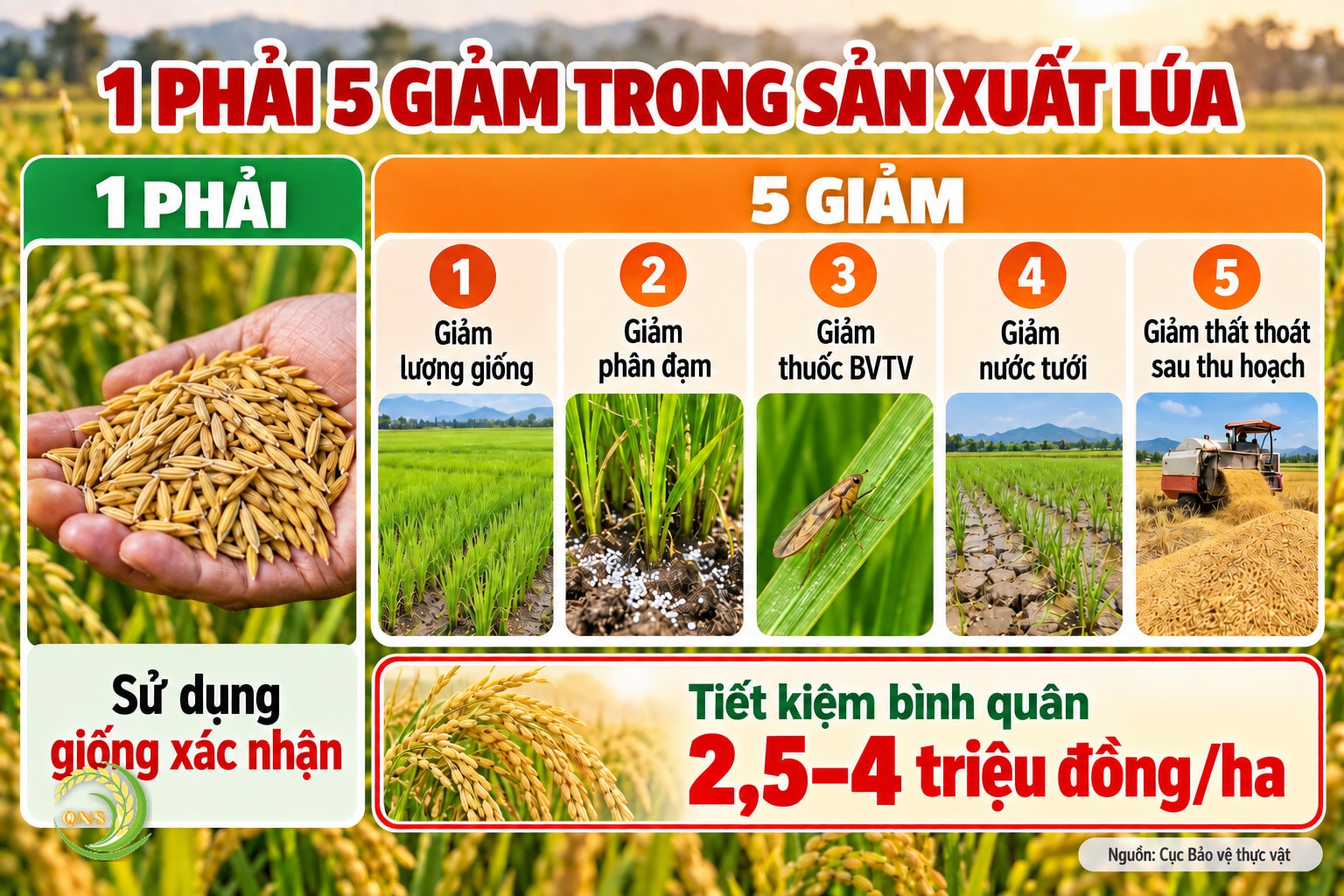 1 phải 5 giảm trong sản xuất lúa: 1 phải – phải sử dụng giống xác nhận; 5 giảm – giảm lượng giống gieo sạ, giảm phân đạm, giảm thuốc bảo vệ thực vật, giảm nước tưới, giảm thất thoát sau thu hoạch; tiết kiệm bình quân 2,5–4 triệu đồng/ha