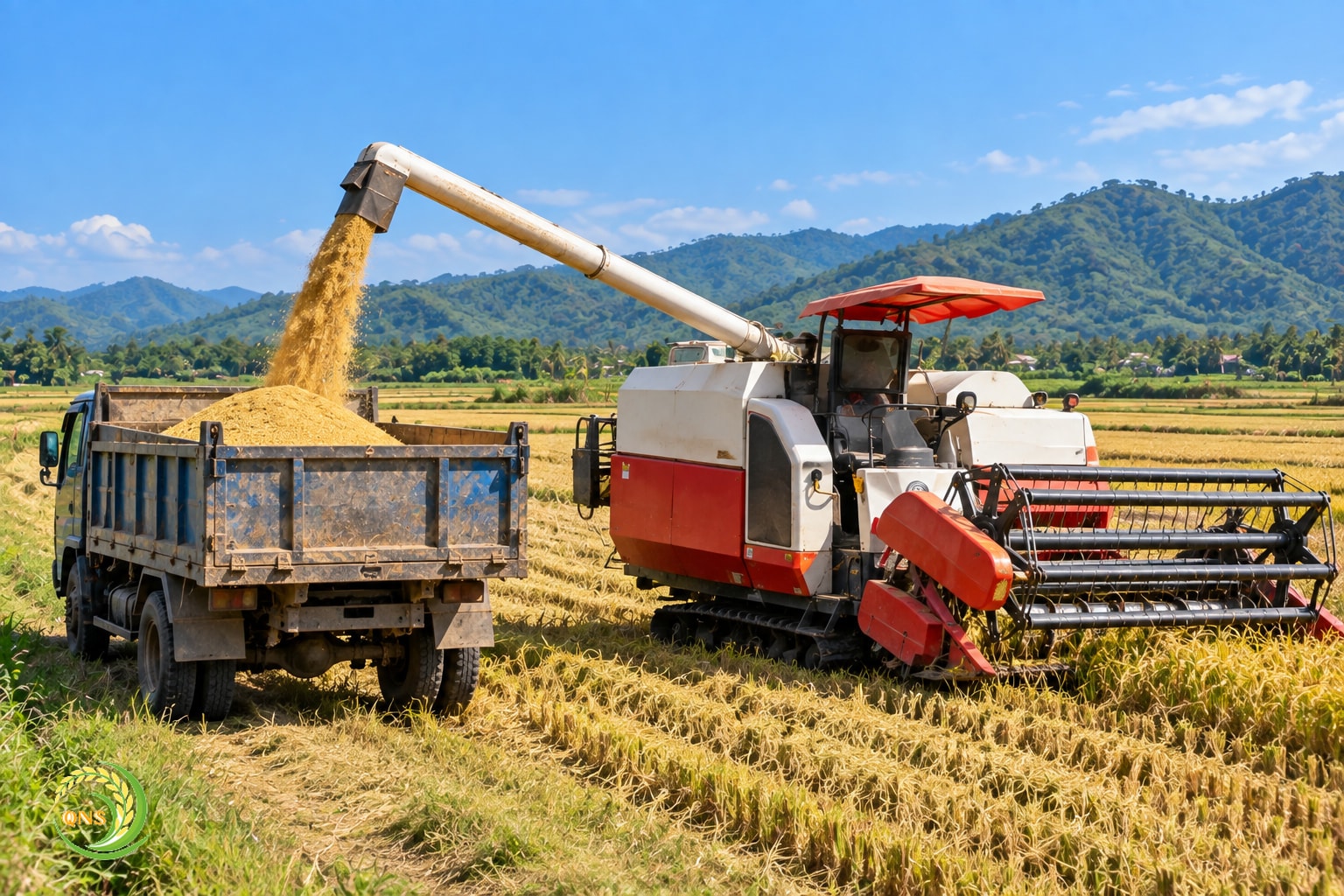 Máy gặt đập liên hợp đang thu hoạch lúa chín vàng