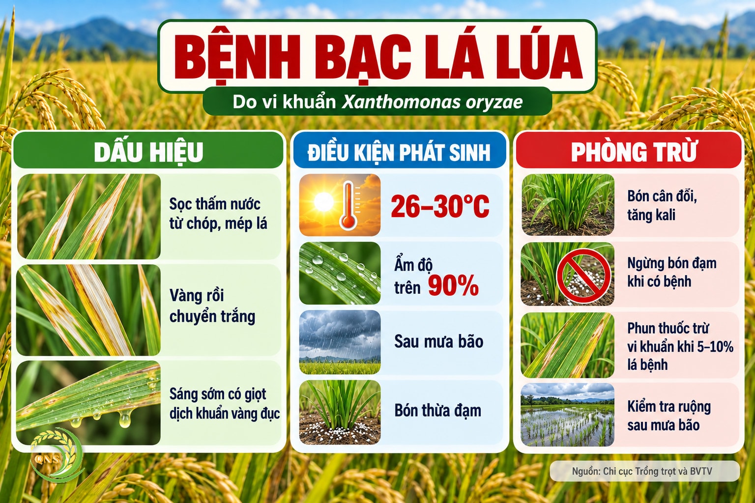Bệnh bạc lá lúa: do vi khuẩn Xanthomonas oryzae; vết bệnh sọc thấm nước từ chóp hoặc mép lá, màu vàng đến trắng; sáng sớm có giọt dịch khuẩn màu vàng đục; phát sinh ở 26–30°C, ẩm độ trên 90%, sau mưa bão, ruộng bón thừa đạm; phòng: bón cân đối, ngừng bón đạm khi có bệnh, phun thuốc trừ vi khuẩn khi 5–10% lá bệnh