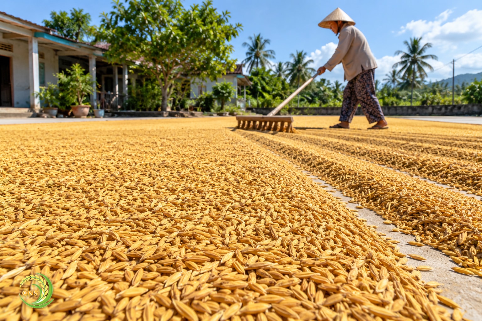 Lúa sau thu hoạch được phơi trên sân, nông dân dùng cào cào đều hạt thóc