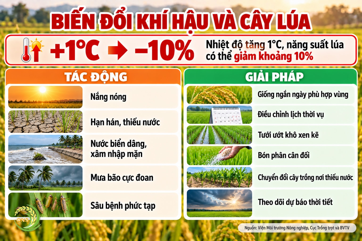 Biến đổi khí hậu và cây lúa: nhiệt độ tăng 1°C năng suất lúa có thể giảm khoảng 10%; tác động gồm nắng nóng, hạn hán thiếu nước, nước biển dâng xâm nhập mặn, mưa bão cực đoan, sâu bệnh phức tạp; giải pháp: giống ngắn ngày phù hợp vùng, điều chỉnh lịch thời vụ, tưới ướt khô xen kẽ, bón phân cân đối, chuyển đổi cây trồng nơi thiếu nước, theo dõi dự báo thời tiết
