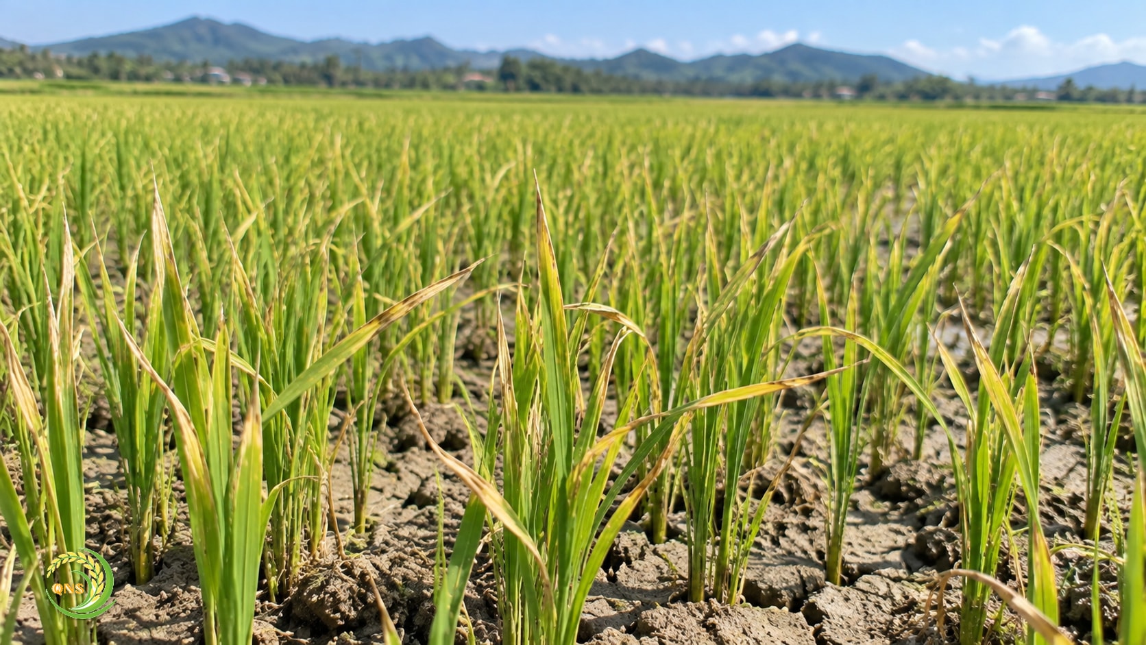 Ruộng lúa non mới sạ bị bọ trĩ, chóp lá vàng khô dưới nắng