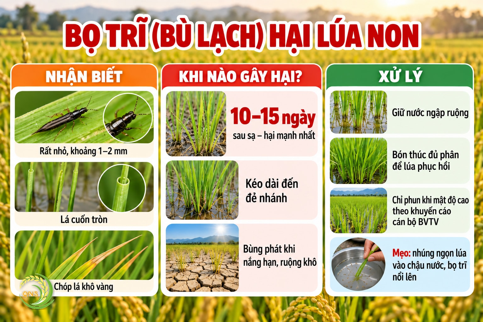 Bọ trĩ (bù lạch) hại lúa non: dài khoảng 1–2 mm; hại mạnh 10–15 ngày sau sạ đến đẻ nhánh; triệu chứng lá cuốn tròn, chóp lá khô vàng; phát sinh khi nắng hạn, ruộng khô; xử lý: giữ nước ngập ruộng, bón thúc đủ phân giúp lúa phục hồi, chỉ phun khi mật độ cao theo khuyến cáo cán bộ bảo vệ thực vật