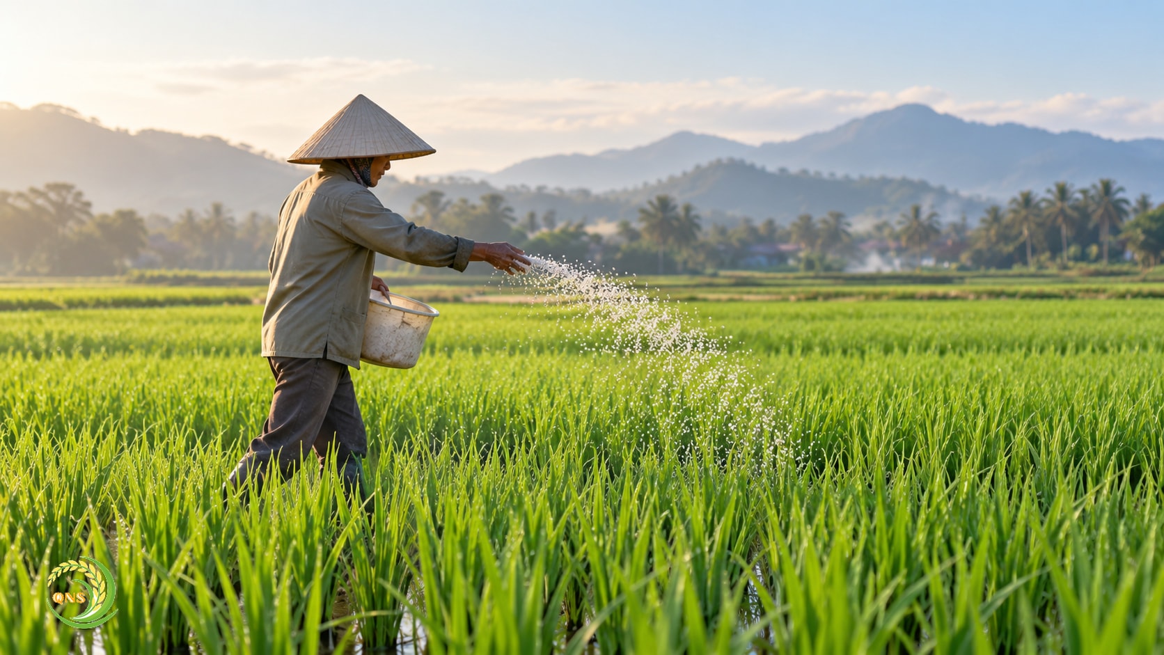 Nông dân rải phân bón cho ruộng lúa sạ đang đẻ nhánh xanh tốt