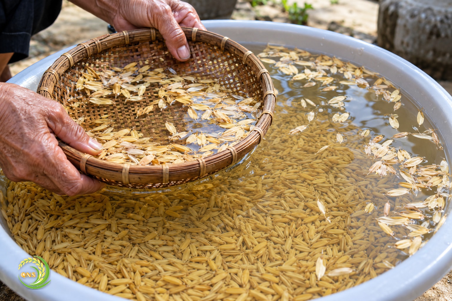 Đãi hạt giống trong chậu nước sạch, vớt bỏ hạt lép nổi trên mặt nước