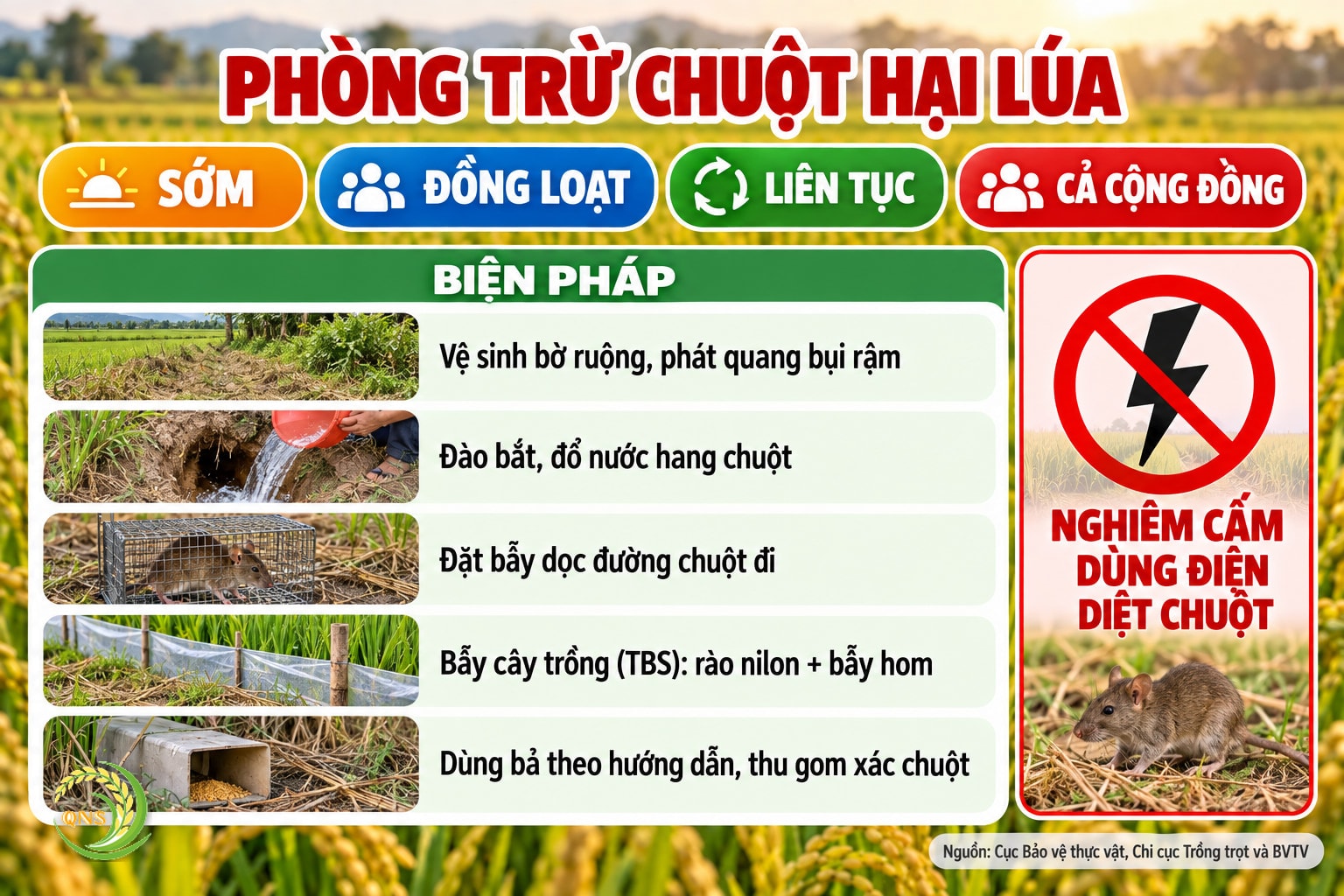 Phòng trừ chuột hại lúa: nguyên tắc sớm, đồng loạt, liên tục, cả cộng đồng; biện pháp: vệ sinh bờ ruộng, phát quang bụi rậm, đào bắt, đổ nước hang, đặt bẫy dọc đường chuột đi, bẫy cây trồng TBS kết hợp rào nilon và bẫy hom, dùng bả theo hướng dẫn và thu gom xác chuột; nghiêm cấm dùng điện để diệt chuột