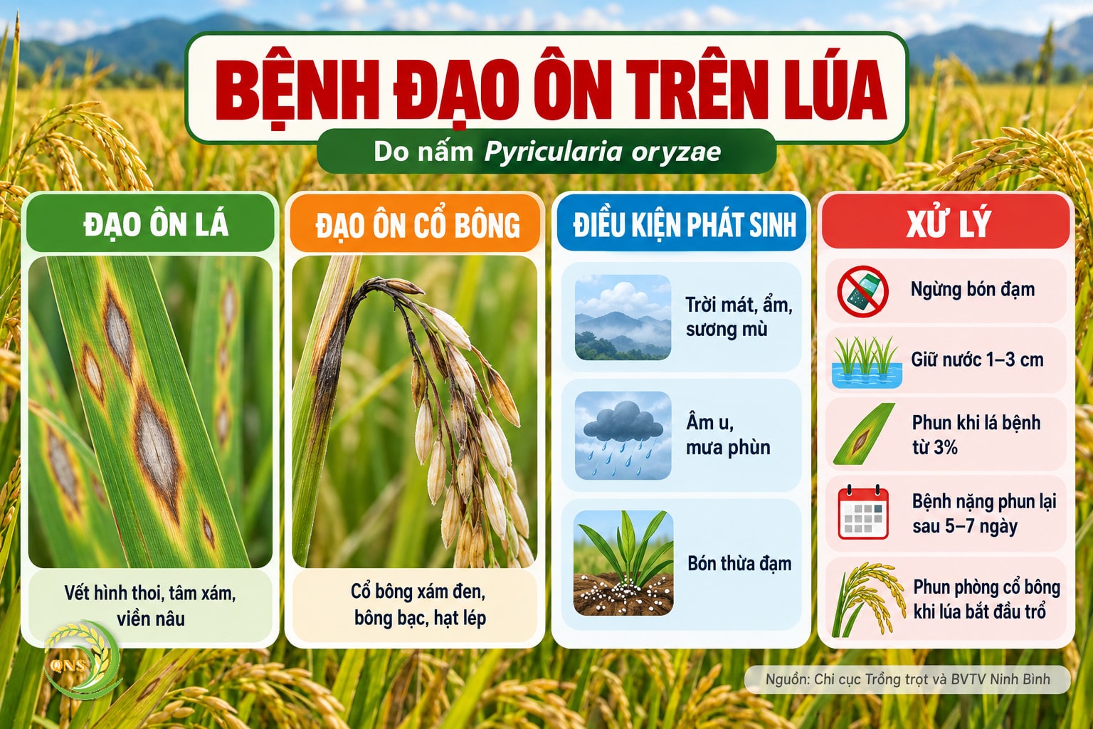 Bệnh đạo ôn lúa: do nấm Pyricularia oryzae; đạo ôn lá vết hình thoi, tâm xám, viền nâu; đạo ôn cổ bông vết xám đen quanh cổ bông làm bông bạc, hạt lép; phát sinh khi trời mát, ẩm, sương mù, âm u, bón thừa đạm; xử lý: ngừng bón đạm, giữ nước 1–3 cm, phun khi lá bệnh từ 3%, phun phòng cổ bông khi lúa bắt đầu trổ