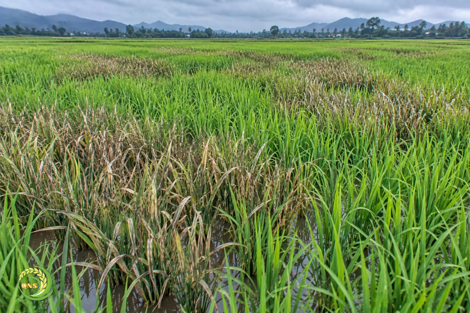 Ruộng lúa bị cháy lá từng mảng do đạo ôn lá nặng