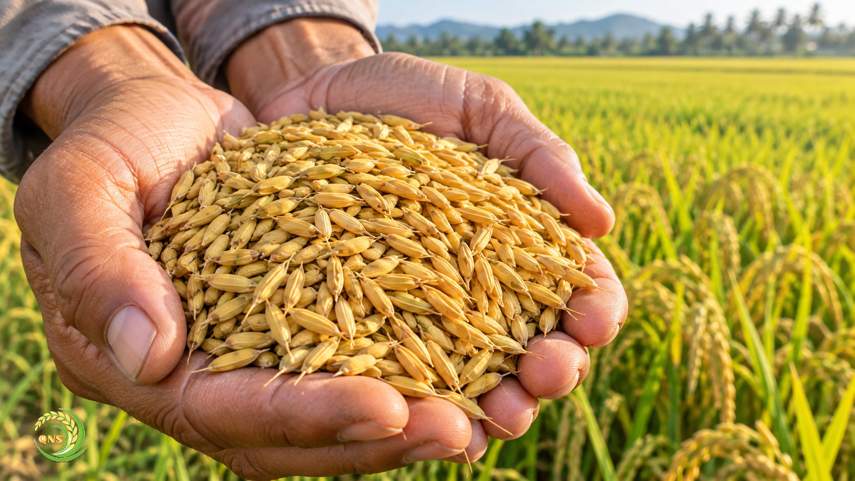 Bàn tay nông dân nâng một vốc hạt thóc giống chắc mẩy, vàng đều