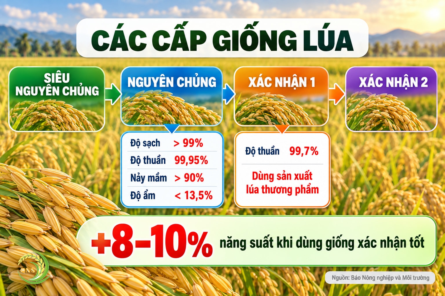 Sơ đồ cấp giống lúa: Siêu nguyên chủng nhân ra Nguyên chủng (độ sạch trên 99%, độ thuần 99,95%, nảy mầm trên 90%, ẩm dưới 13,5%), nhân ra Xác nhận 1 (độ thuần 99,7%), Xác nhận 2; dùng giống xác nhận tốt có thể tăng năng suất 8–10%