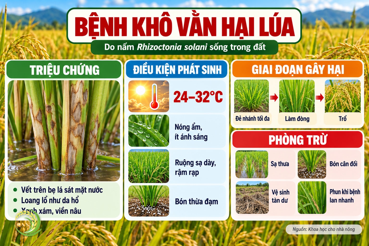 Bệnh khô vằn lúa: do nấm Rhizoctonia solani sống trong đất; vết bệnh trên bẹ lá sát mặt nước, loang lổ như da hổ, màu xanh xám viền nâu; phát sinh khi nóng ẩm 24–32°C, ít ánh sáng, ruộng rậm rạp; gây hại từ đẻ nhánh tối đa đến làm đòng, trổ; phòng: sạ thưa, bón cân đối, vệ sinh tàn dư, phun khi bệnh lan nhanh