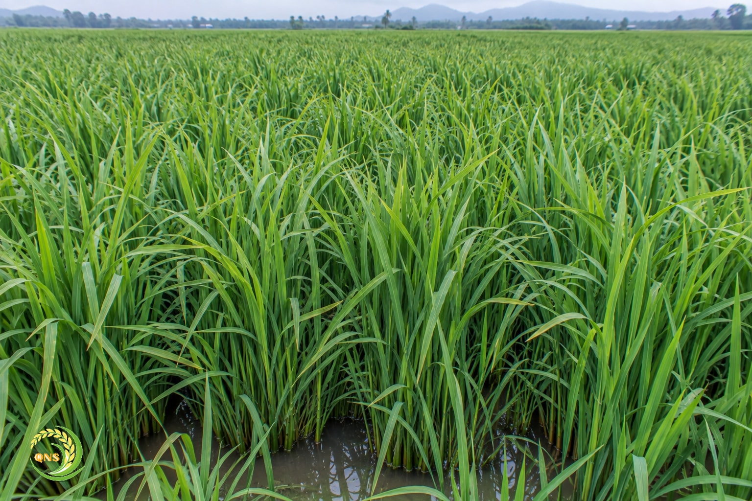 Ruộng lúa sạ dày, rậm rạp, gốc lúa ẩm thấp