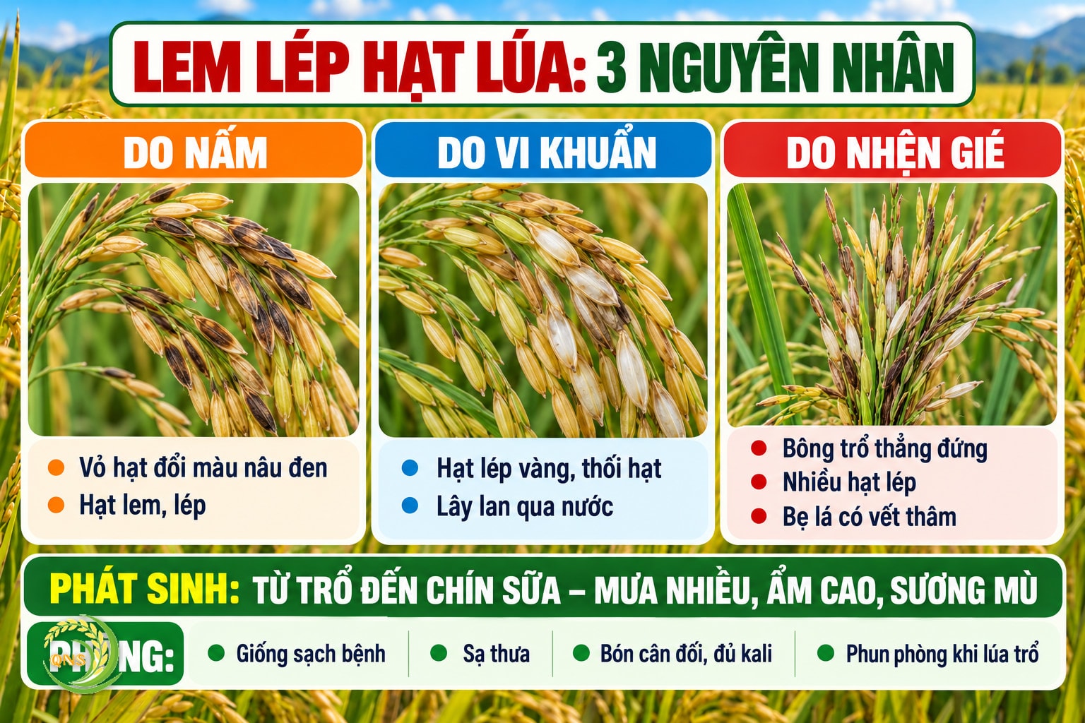 Ba nguyên nhân lem lép hạt lúa: do nấm – vỏ hạt đổi màu nâu đen, lem; do vi khuẩn Burkholderia glumae – hạt lép vàng, thối hạt, lây qua nước; do nhện gié – bông trổ thẳng đứng, nhiều hạt lép, bẹ lá có vết thâm; phát sinh từ trổ đến chín sữa khi mưa nhiều, ẩm cao, sương mù; phòng: giống sạch bệnh, sạ thưa, bón cân đối, phun phòng khi lúa trổ theo khuyến cáo