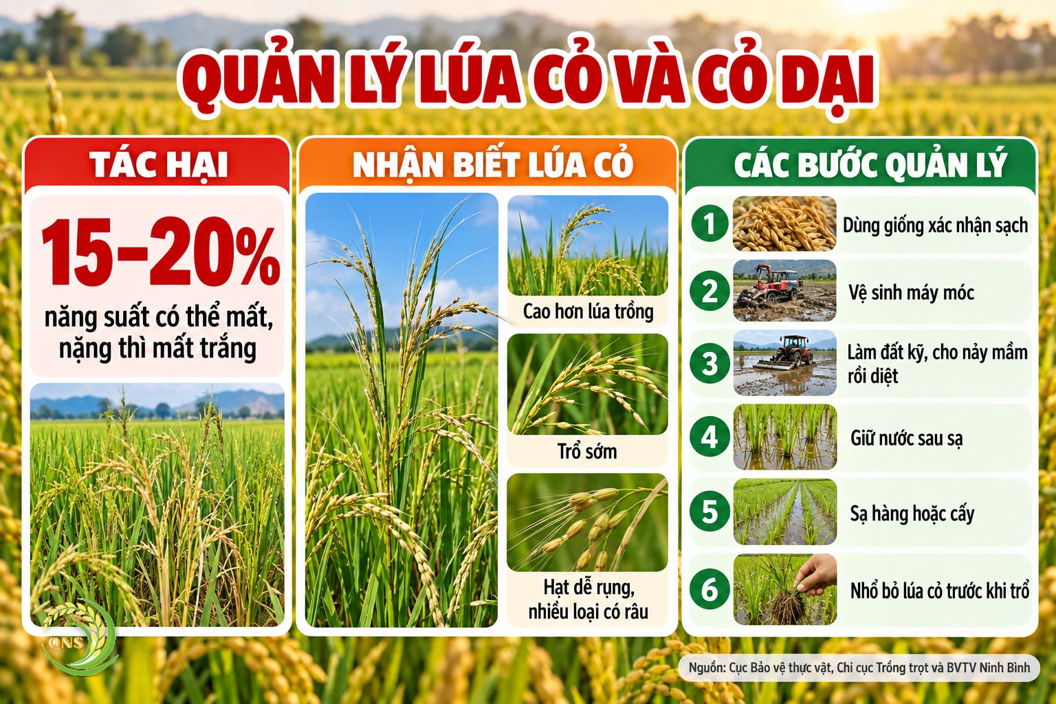 Quản lý lúa cỏ và cỏ dại: thiệt hại 15–20% năng suất, có thể mất trắng; nhận biết lúa cỏ cao hơn, trổ sớm, hạt dễ rụng, có râu; biện pháp: dùng giống xác nhận sạch, vệ sinh máy móc, làm đất kỹ và cho nảy mầm rồi diệt, giữ nước sau sạ, chuyển sạ lan sang sạ hàng hoặc cấy, nhổ bỏ lúa cỏ trước khi trổ