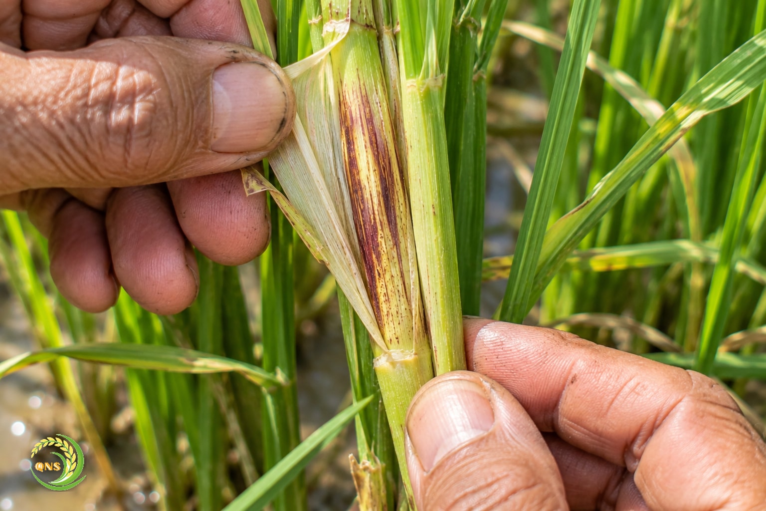 Bàn tay bóc bẹ lá lúa để kiểm tra vết nhện gié bên trong