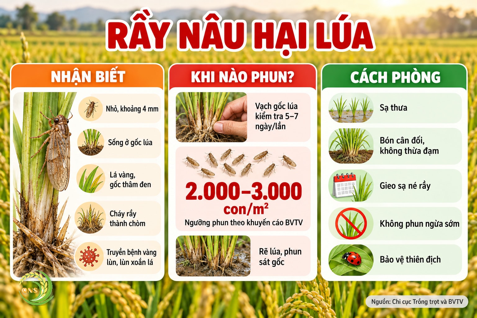 Rầy nâu hại lúa: trưởng thành nhỏ khoảng 4 mm, sống ở gốc lúa; triệu chứng lá vàng, gốc thâm đen, cháy rầy thành chòm; truyền bệnh vàng lùn, lùn xoắn lá; kiểm tra bằng cách vạch gốc lúa; phun khi mật độ vượt ngưỡng khoảng 2.000–3.000 con/m² theo khuyến cáo cơ quan bảo vệ thực vật, rẽ lúa phun sát gốc; phòng: sạ thưa, bón cân đối, gieo sạ né rầy, không phun ngừa sớm, bảo vệ thiên địch