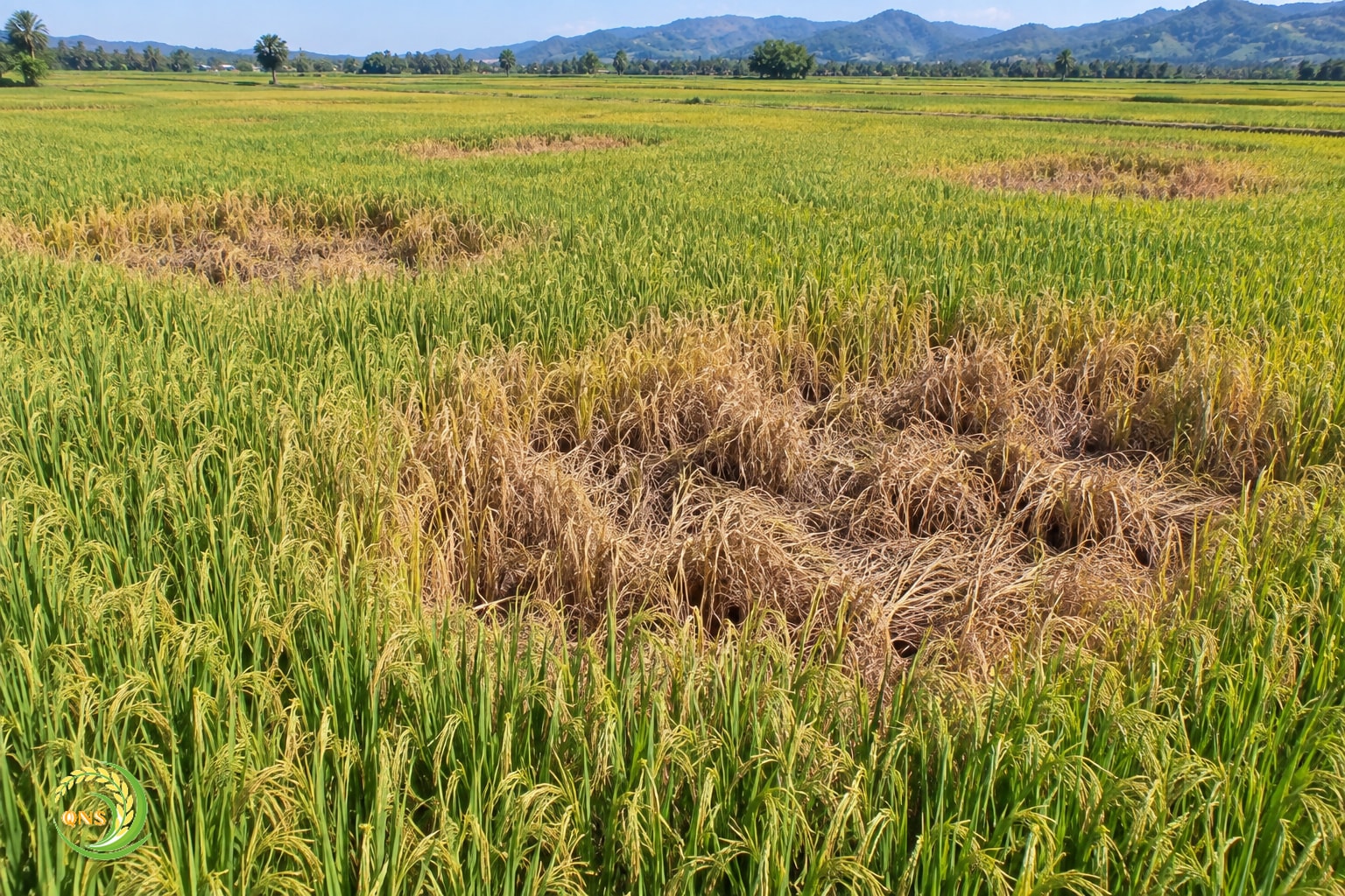 Ruộng lúa bị cháy rầy, khô vàng thành từng chòm tròn giữa ruộng xanh
