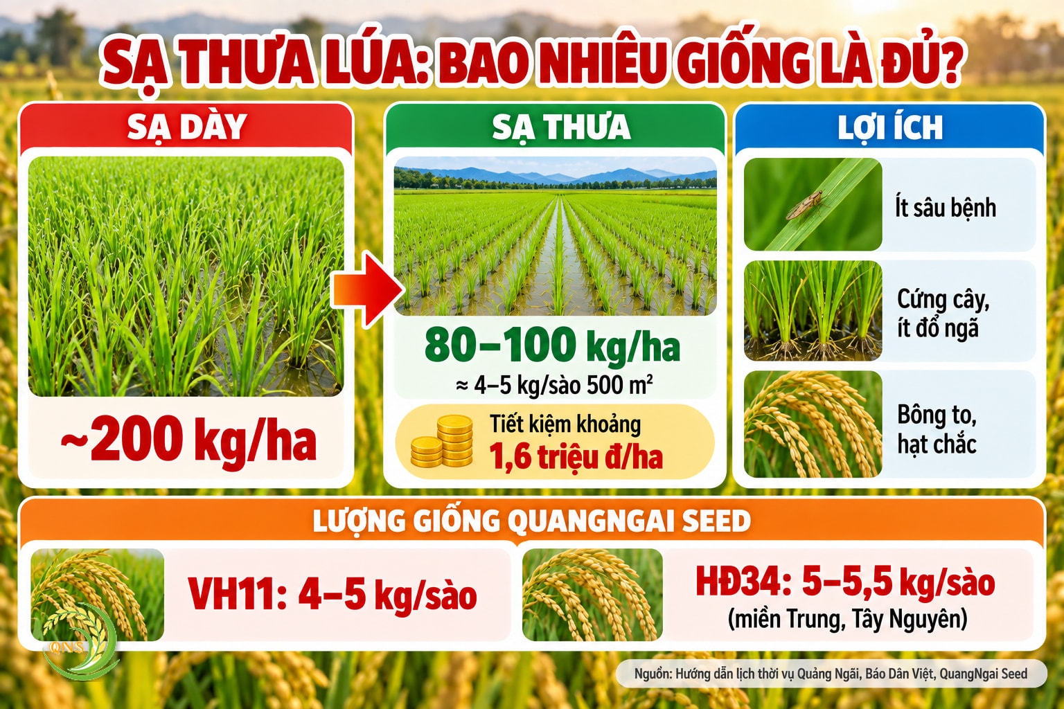 Sạ thưa lúa: lượng giống khuyến cáo 80–100 kg/ha, tương đương 4–5 kg/sào 500 m²; so với sạ dày khoảng 200 kg/ha, tiết kiệm khoảng 1,6 triệu đồng/ha; lợi ích ít sâu bệnh, cứng cây, ít đổ ngã; lượng giống QuangNgai Seed: VH11 4–5 kg/sào, HĐ34 5–5,5 kg/sào ở miền Trung và Tây Nguyên