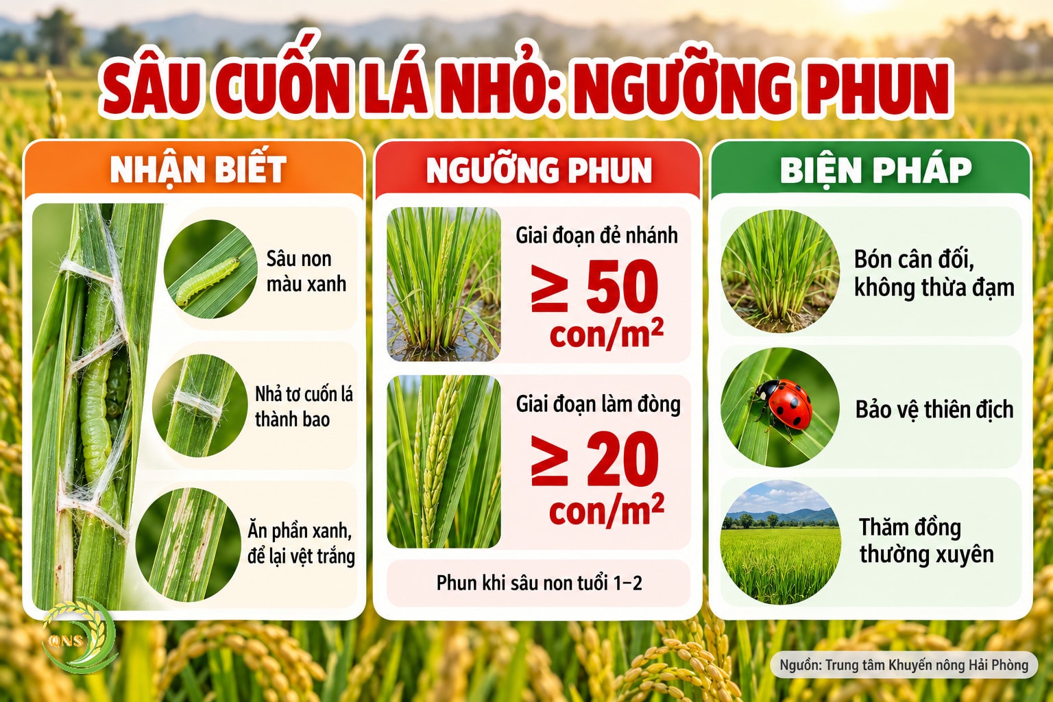 Ngưỡng phun sâu cuốn lá nhỏ: giai đoạn đẻ nhánh từ 50 con/m² trở lên, giai đoạn làm đòng từ 20 con/m² trở lên; phun khi sâu non tuổi 1–2; triệu chứng lá cuốn thành bao, vệt trắng; biện pháp: bón cân đối, không thừa đạm, bảo vệ thiên địch, thăm đồng thường xuyên
