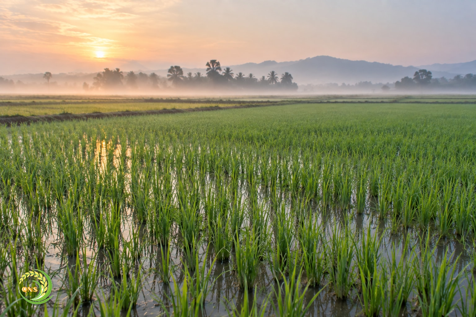 Sương sớm mỏng trên ruộng lúa non mùa đông ấm