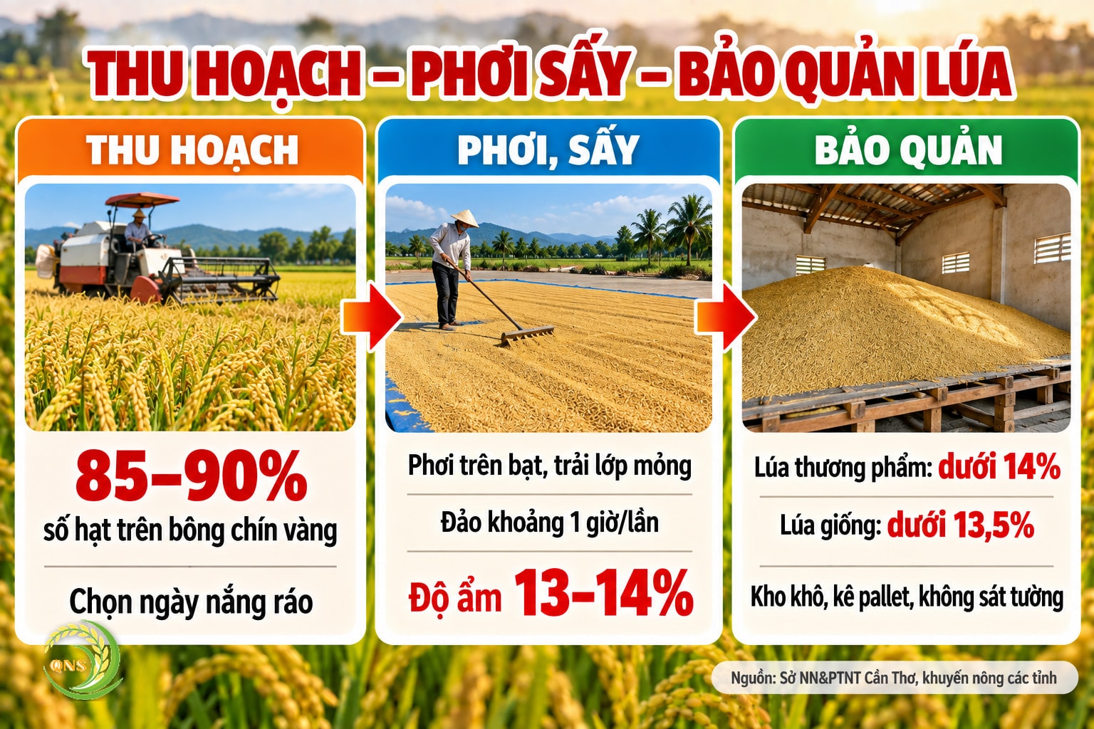 Thu hoạch, phơi sấy, bảo quản lúa: gặt khi 85–90% số hạt chín vàng; phơi trên bạt hoặc lưới, trải lớp mỏng, đảo khoảng 1 giờ/lần; phơi hoặc sấy đến độ ẩm 13–14%; lúa thương phẩm bảo quản ở độ ẩm dưới 14%, lúa giống dưới 13,5%; kho khô thoáng, kê pallet, không sát tường