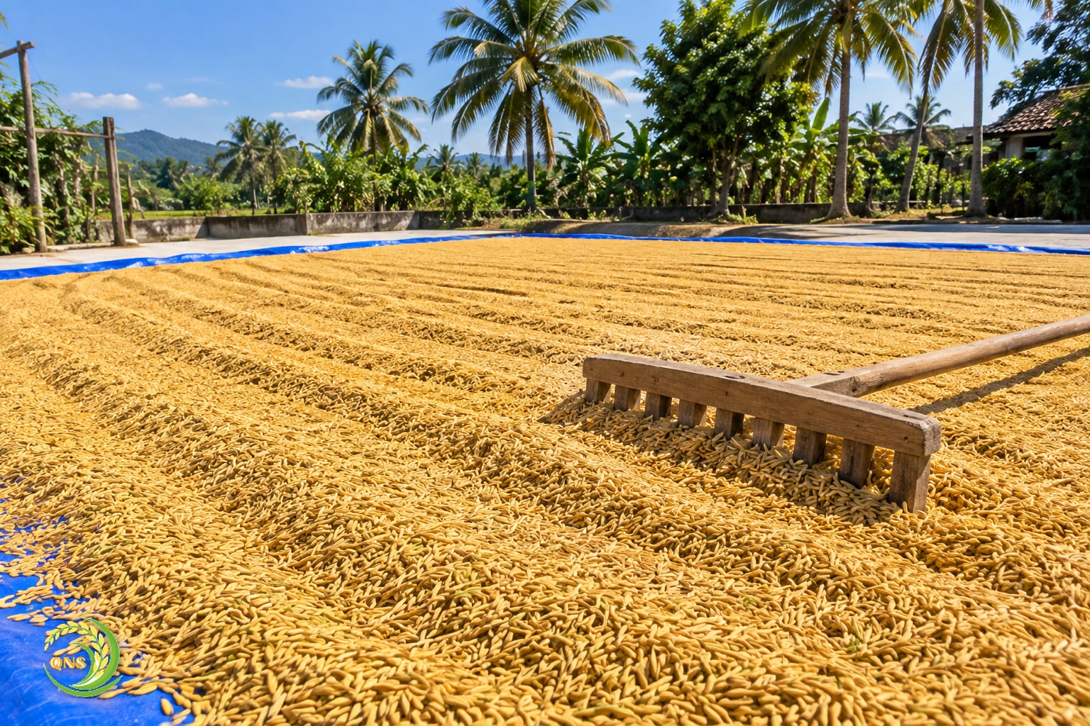 Thóc vàng được trải mỏng phơi trên bạt ngoài sân, cào đảo đều