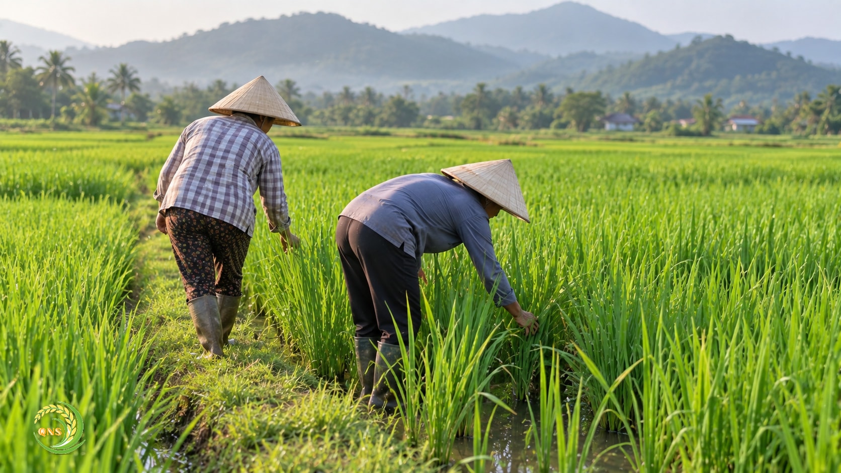 Nông dân thăm đồng, vạch lá kiểm tra sâu bệnh trên ruộng lúa