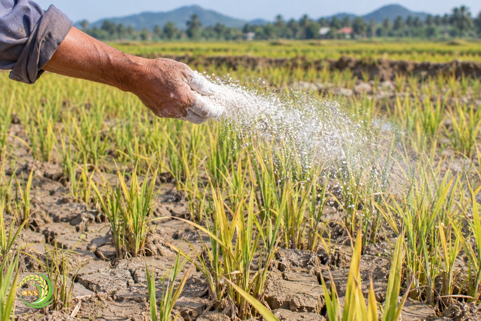 Bàn tay rải vôi bột trên ruộng lúa đã rút nước