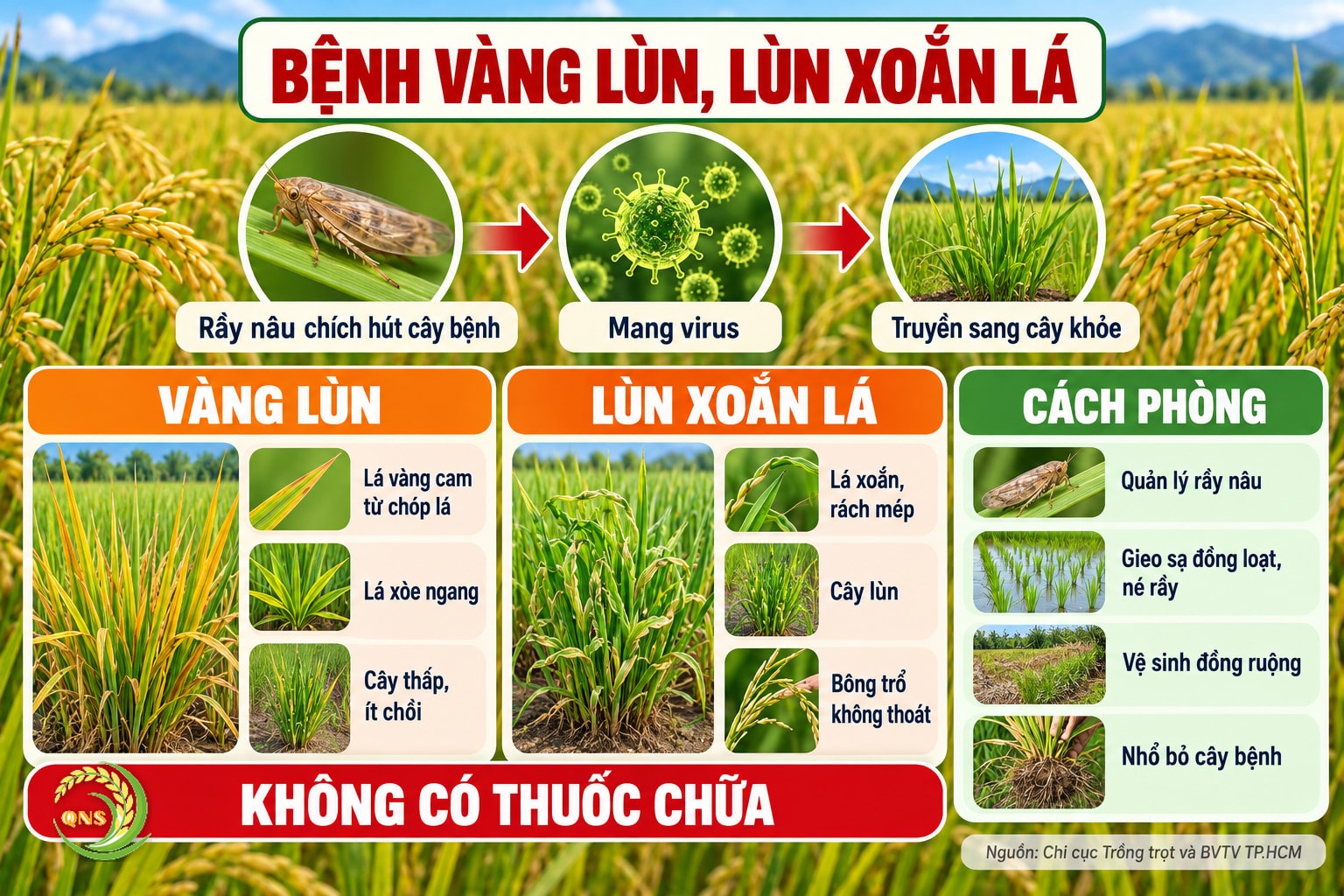 Bệnh vàng lùn và lùn xoắn lá lúa: do virus, rầy nâu truyền từ cây bệnh sang cây khỏe; vàng lùn lá vàng từ chóp lá, xòe ngang, cây thấp, ít chồi; lùn xoắn lá lá xoắn, rách mép, cây lùn; không có thuốc chữa; phòng: quản lý rầy nâu, gieo sạ đồng loạt né rầy, vệ sinh đồng ruộng, nhổ bỏ cây bệnh