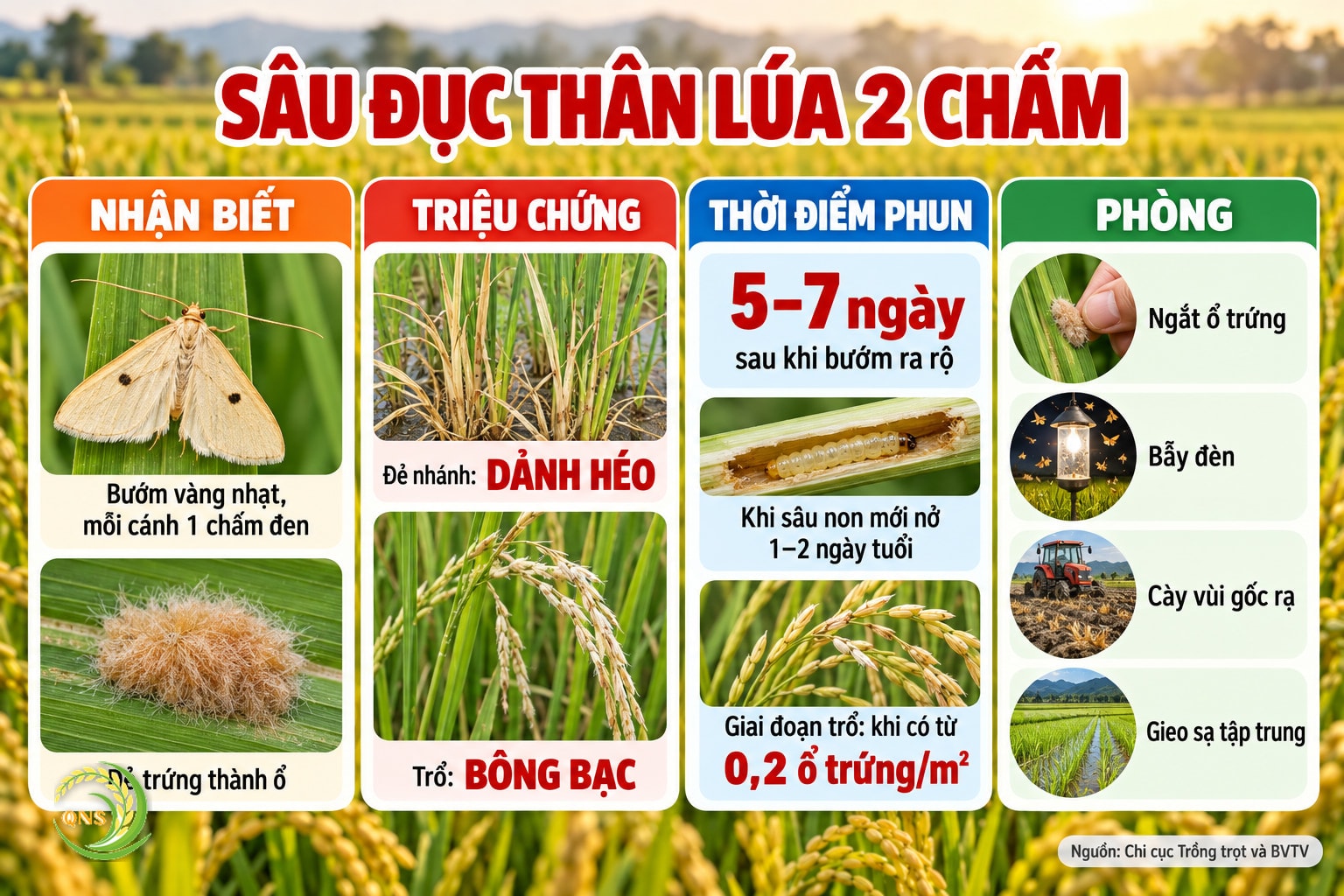 Sâu đục thân lúa 2 chấm: bướm vàng nhạt có 1 chấm đen giữa mỗi cánh trước, đẻ trứng thành ổ; đẻ nhánh gây dảnh héo, trổ gây bông bạc; thời điểm phun 5–7 ngày sau bướm ra rộ, khi sâu non mới nở 1–2 ngày tuổi; giai đoạn trổ phun khi mật độ ổ trứng từ 0,2 ổ/m²; phòng: ngắt ổ trứng, bẫy đèn, cày vùi gốc rạ, gieo sạ tập trung